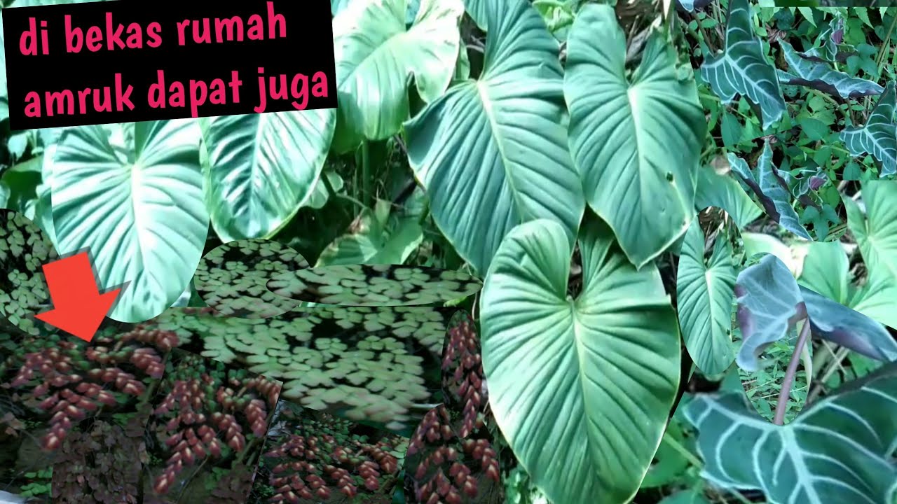 Ternyata berhasil..di bekas RUMAH terbengkalai-saya cariTANAMAN HIASNYA