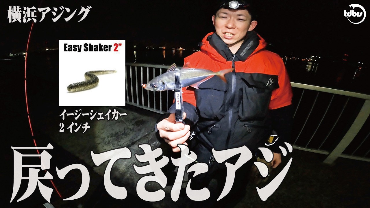 イージーシェイカーはやっぱり釣れるワームだった【横浜アジング】【関東】【神奈川】