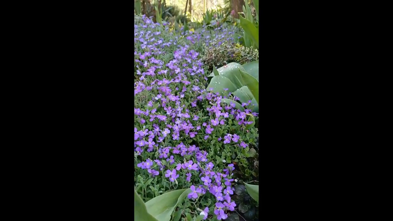 Обрієта фіолетова