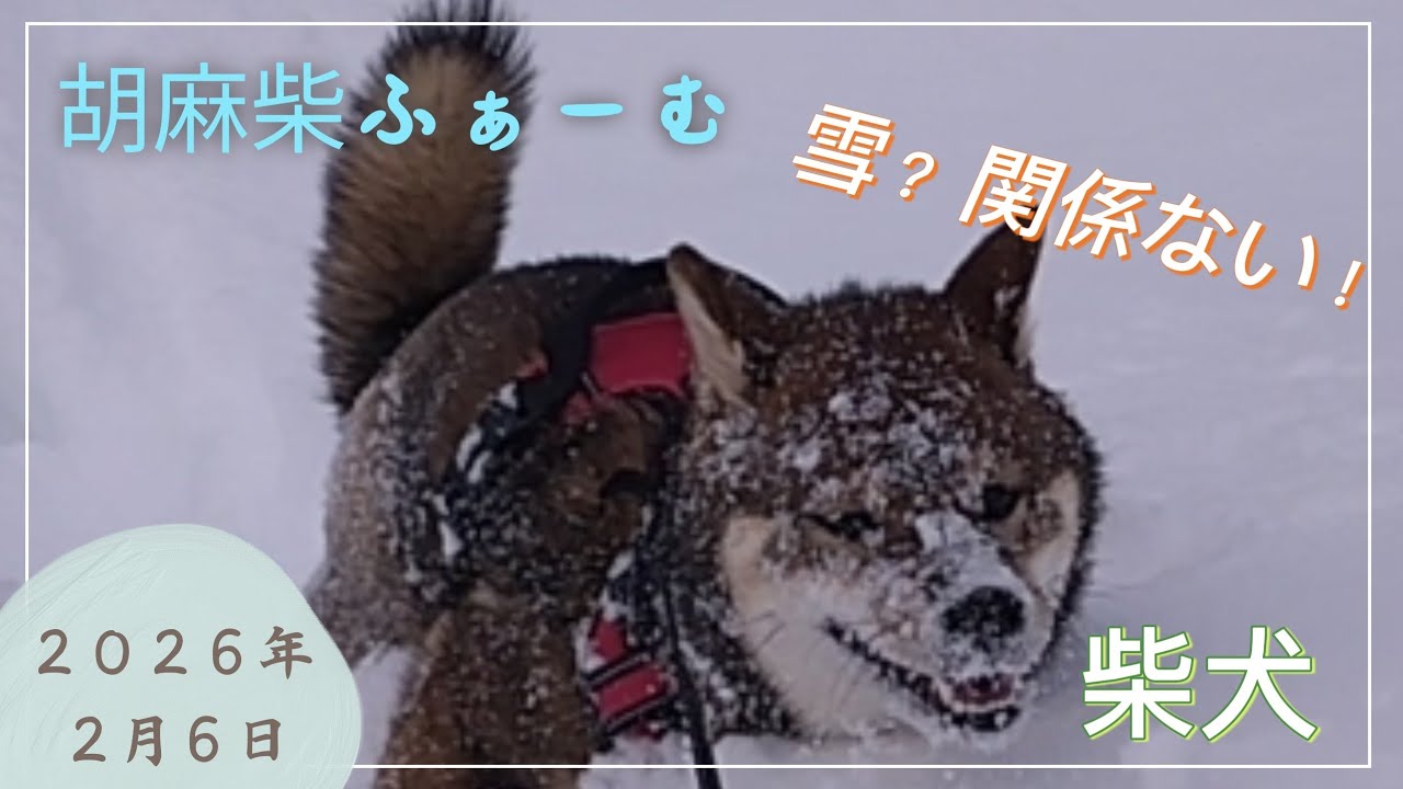 いつもと変わらない柴犬散歩（ゴマ）