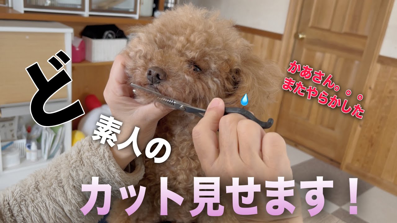 【パテラ・靭帯断裂～1ヶ月】切っちゃえ！耳までも。素人カットあり？無し？／病院で胸がいっぱいになった話／昭和お母さんのオムレツ