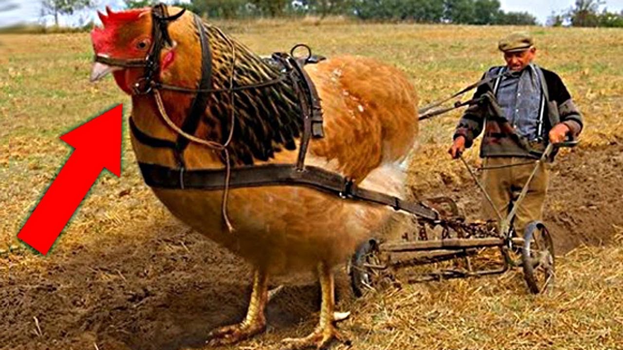 ЕР БУСЫН ТОМ ХЭМЖЭЭТЭЙ АМЬТАД