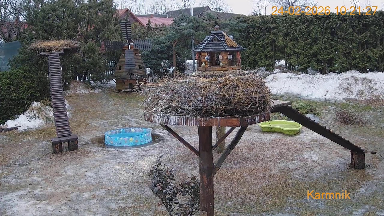 Gniazdo Bocianie pod Sokółką - na żywo.