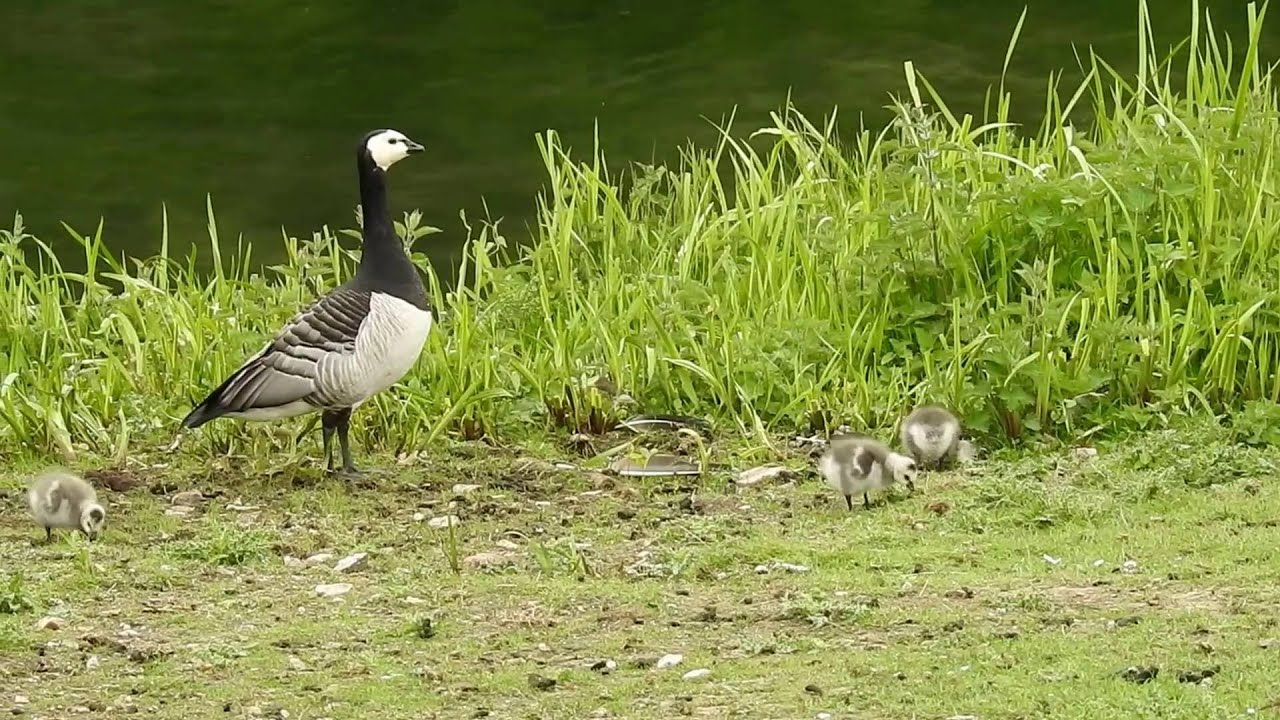 Barnacle Goose Goslings