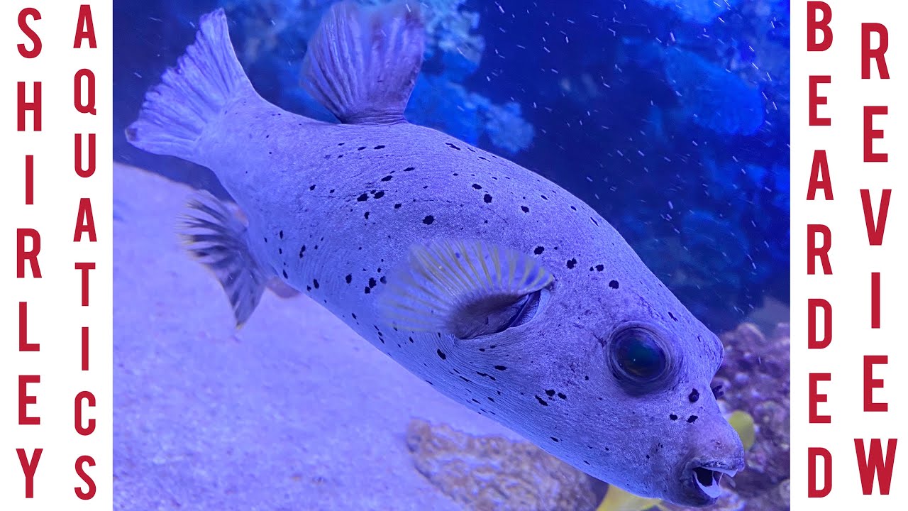 Shirley Aquatics | Becketts Farm | Giant Japanese Koi | Snakes | Marine | Tropical | Fish | Reveiw