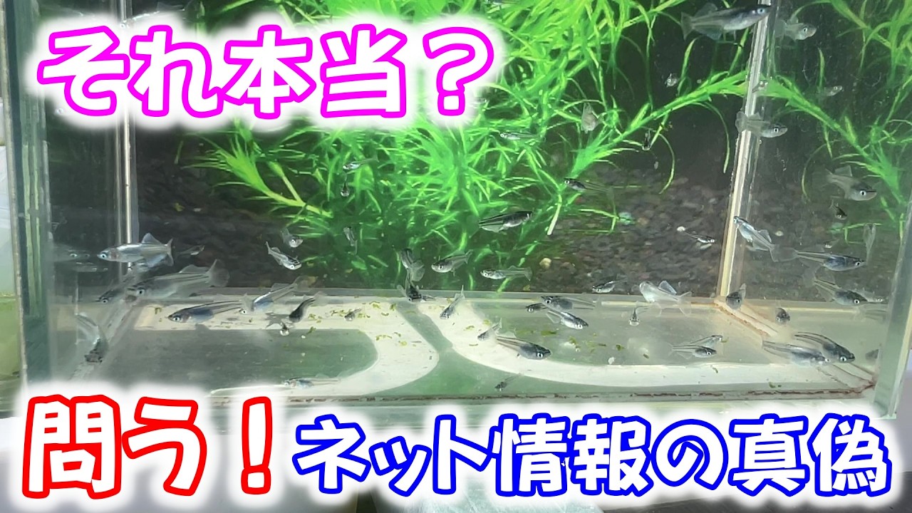 【めだか】正しい知識か正しい経験か？自身の責任において選択します。Ｂ型おやじ　2026年　3月　6日　投稿