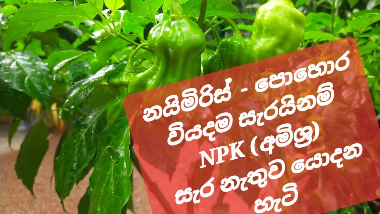 නයිමිරිස් පොහොර භාවිතය සඳහා යූරියා, TSP, MOP (NPK අමිශ්‍ර) ඍජු පොහොර මෙලෙස යොදා වියදම අඩු කරගනිමු.