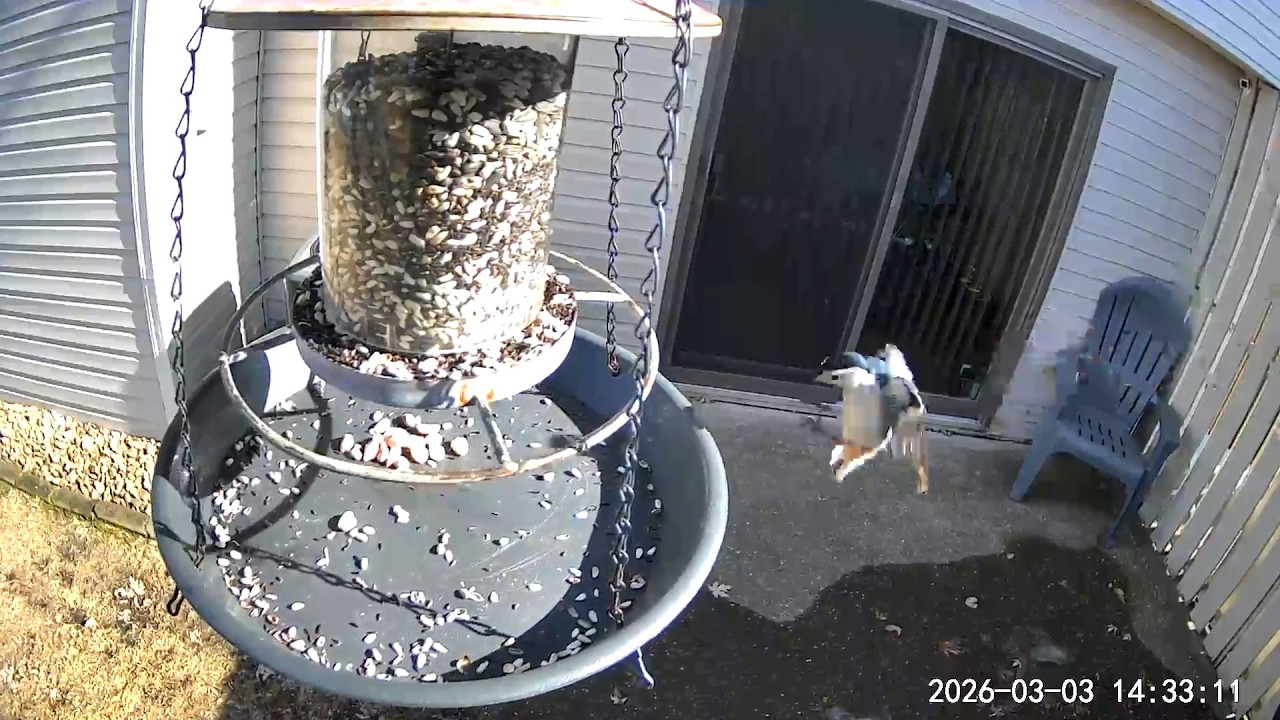 2026/03/03 - A quick visit from a White-breasted Nuthatch results in a peanut to-go