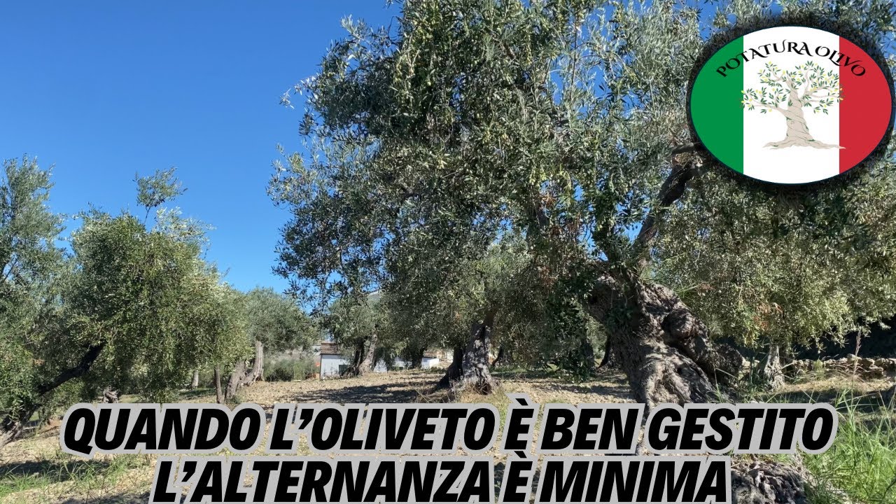 Risultati al secondo anno di gestione dell’oliveto potato nel video n.6 