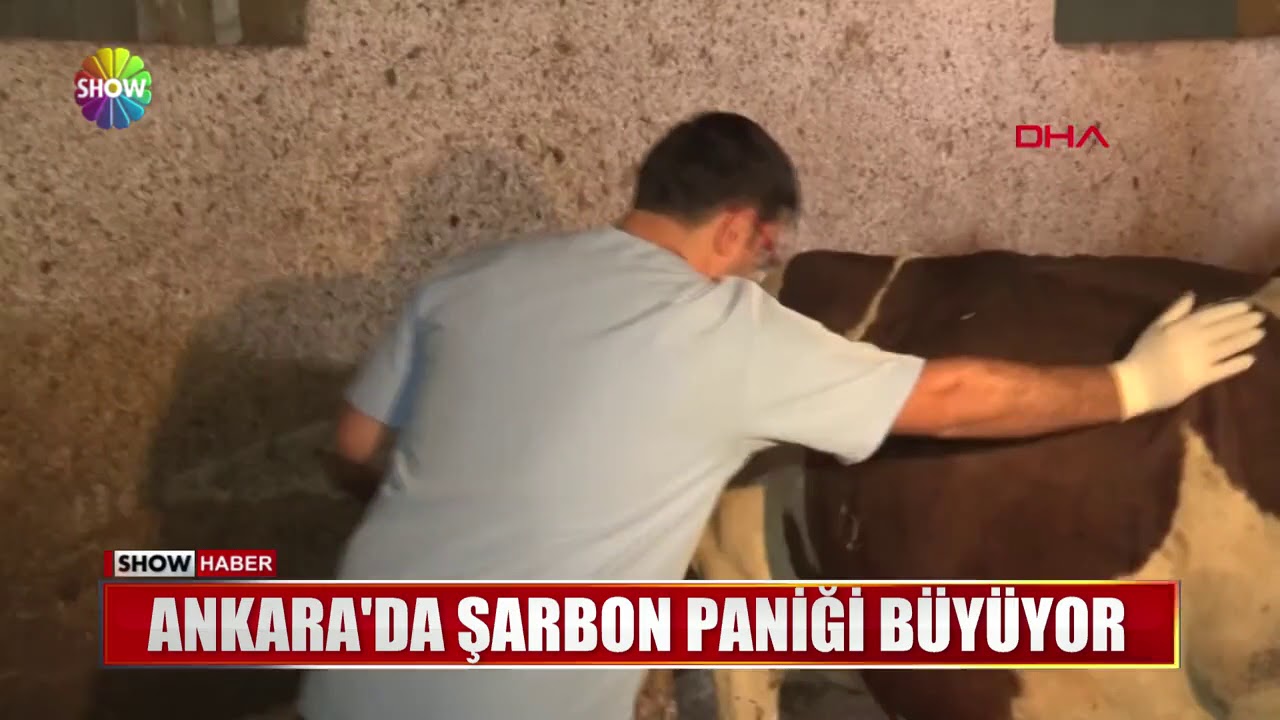 Ankara'da şarbon paniği büyüyor