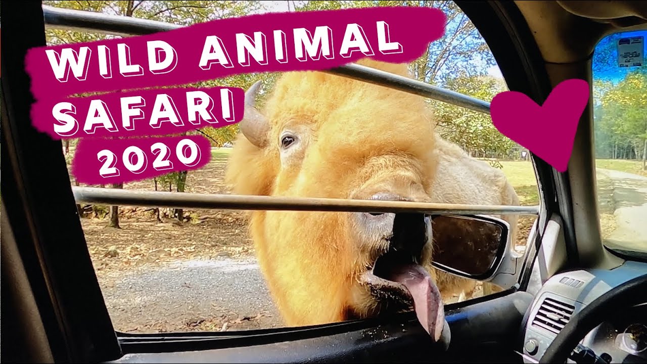 Wild Animal Safari Georgia Pine Mountain