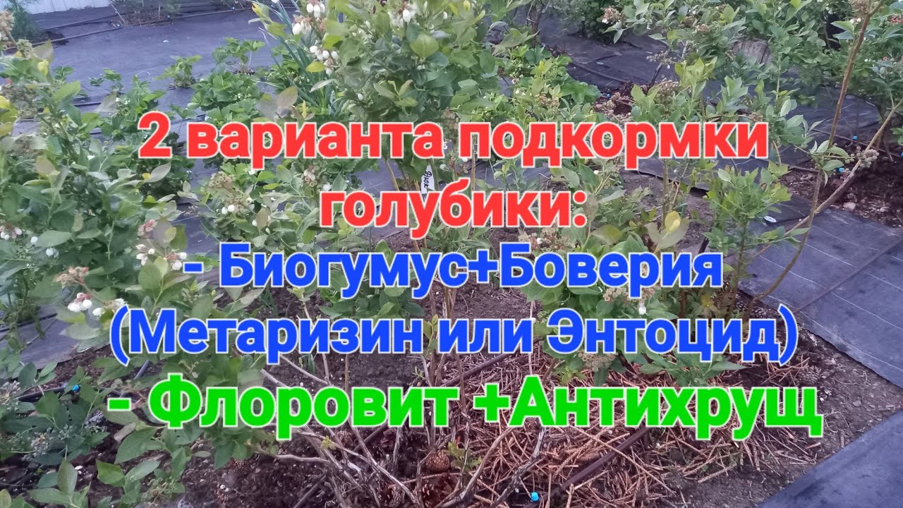 Вторая подкормка голубики. МАЙ 2025. Органическая и классическая.