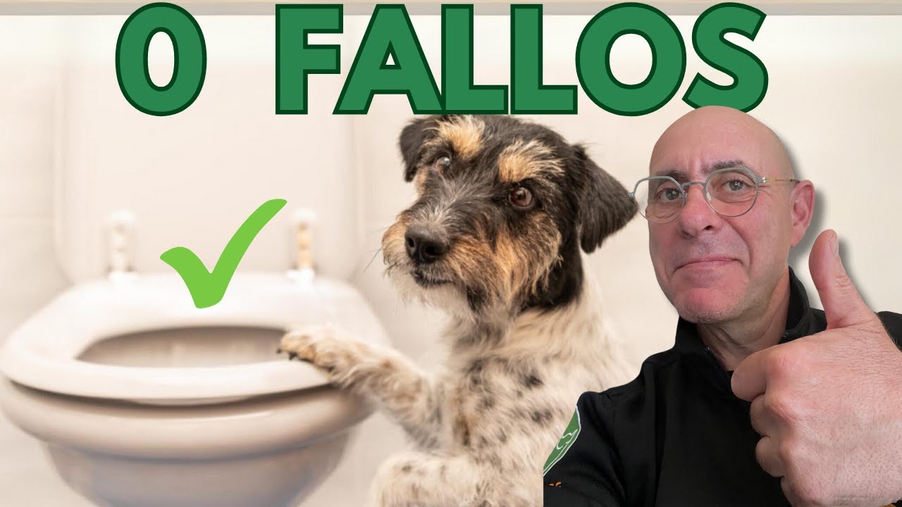 ENSEÑAR CACHORRO ir al BAÑO donde quieras en 10 MINUTOS!!