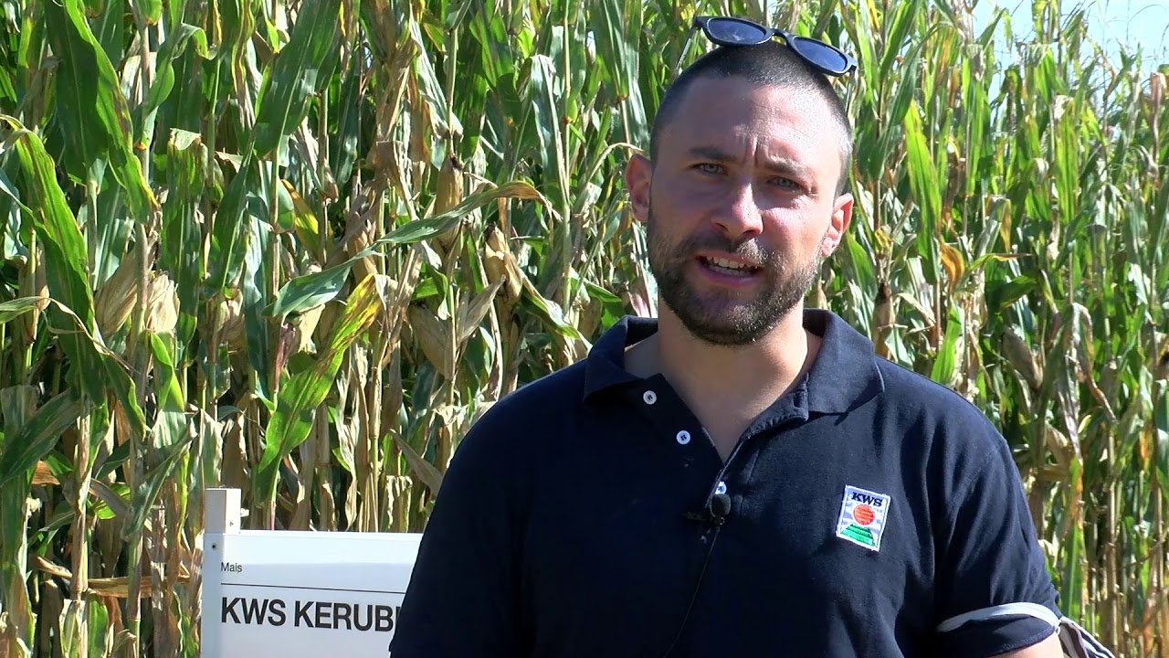 KWS