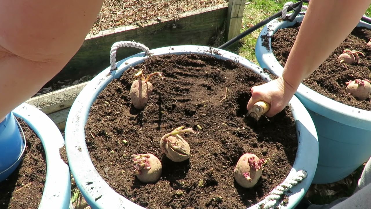 Planting POTATOES & PEAS // A Year In the Garden // 7 Weeks Before Last Frost Date