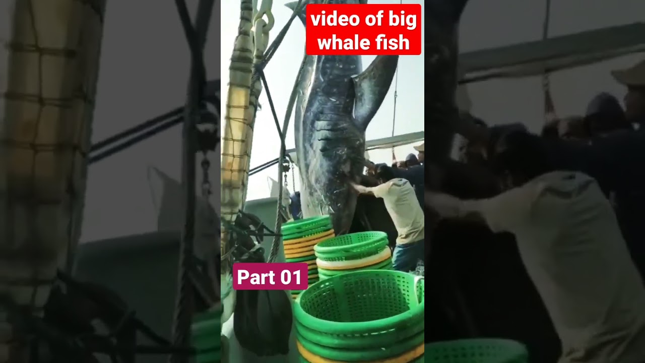 video of new whale fish came from manora | fishing in karachi