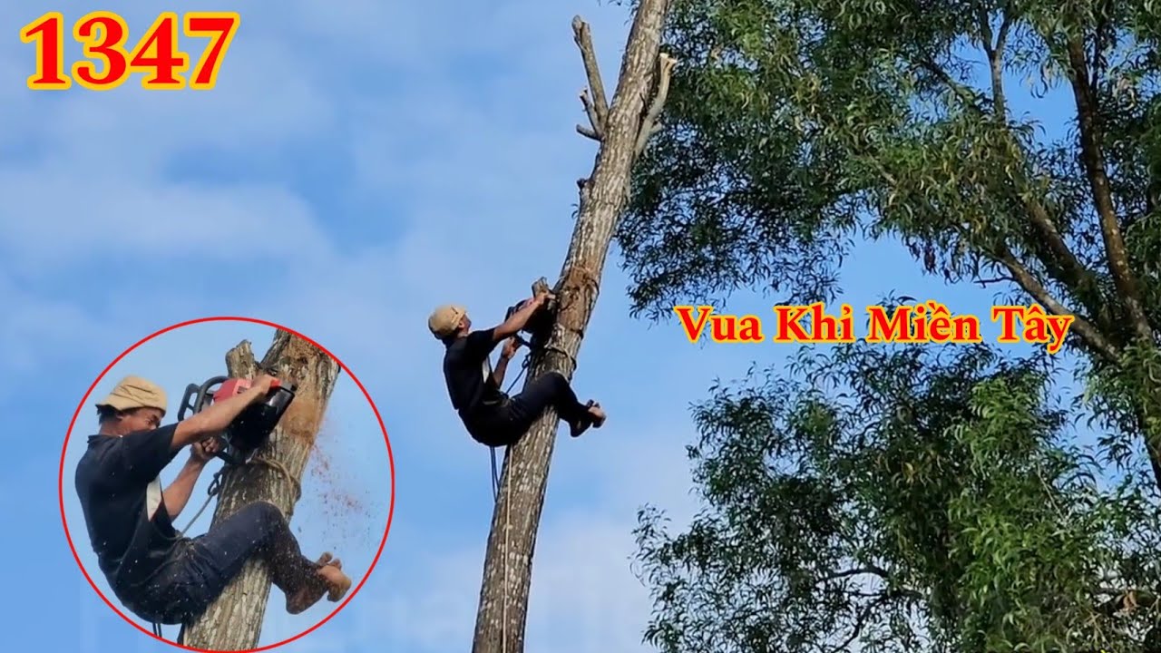 Full : Vua Khỉ Miền Tây cưa hạ hàng cây Tràm Bông Vàng nằm sát đường đi Cutting many trees