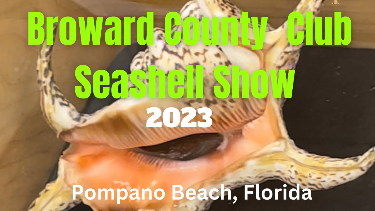Annual Broward County Club Shell Show - Seashells
