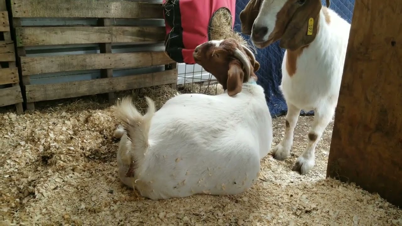 TGF - Alice kidding update (assistance was needed in the birth)