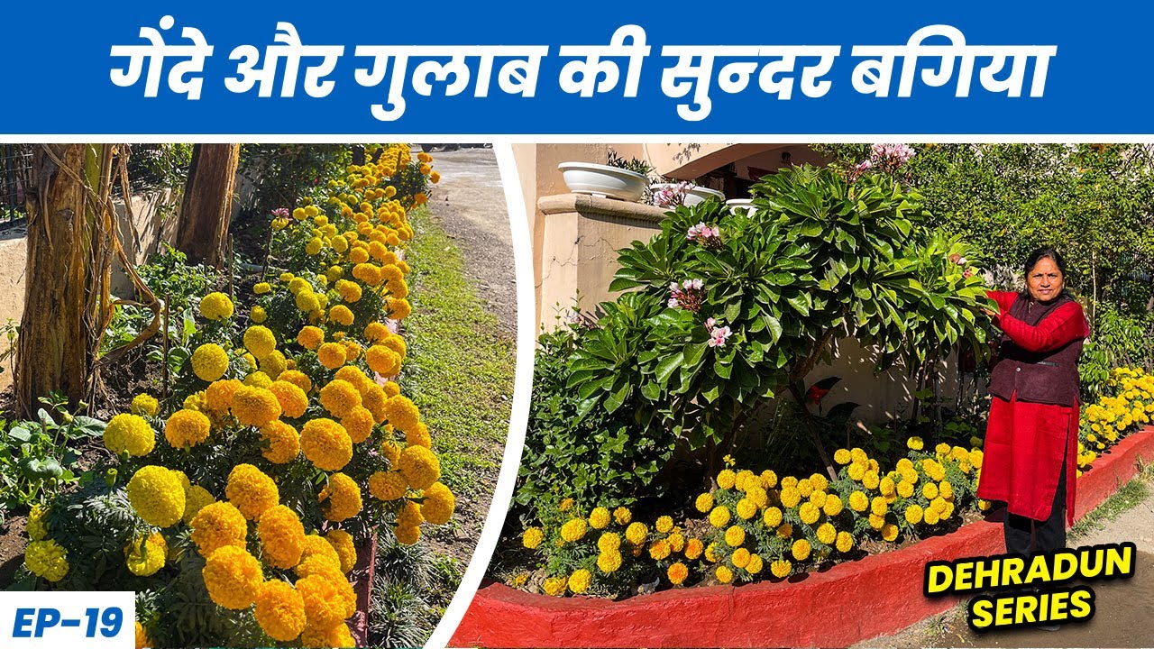 ये गुलाब की बगिया है कुछ हटकें 😯 🌹 Beautiful Rose Garden of Dehradun EP-19