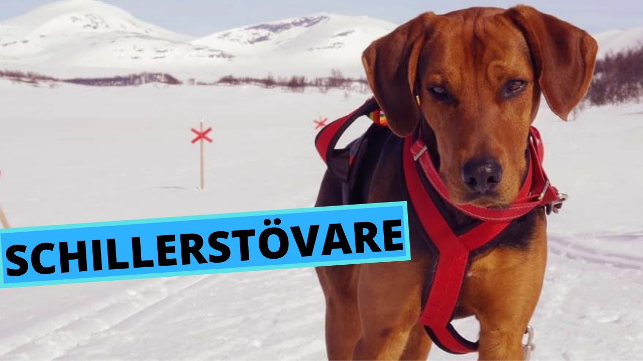 Schillerstövare - Schiller Hound - Facts and Information