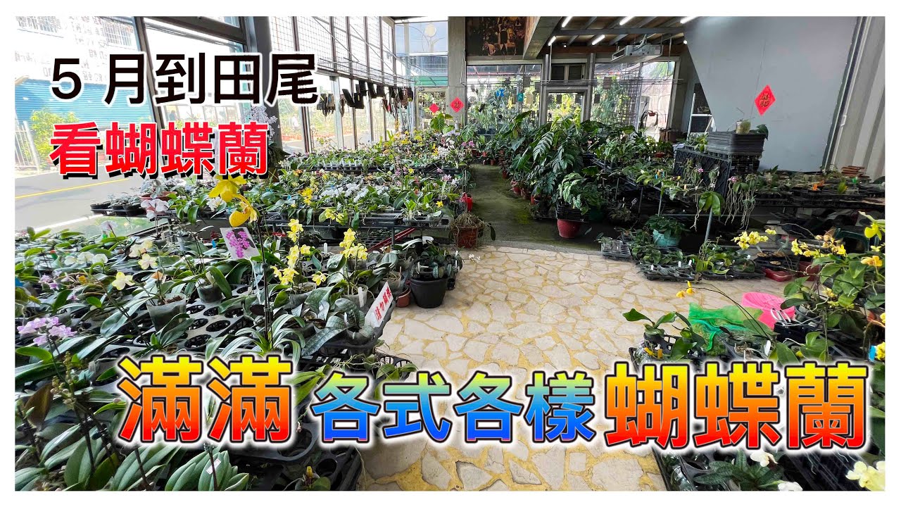 [5月田尾晃蘭園]滿山滿谷蝴蝶蘭，第一次來拍攝，超多好看的品種，一起進入蝴蝶蘭的世界！！ 田尾必遊的一間蘭園 （2022年5月9日） /原來是這樣子