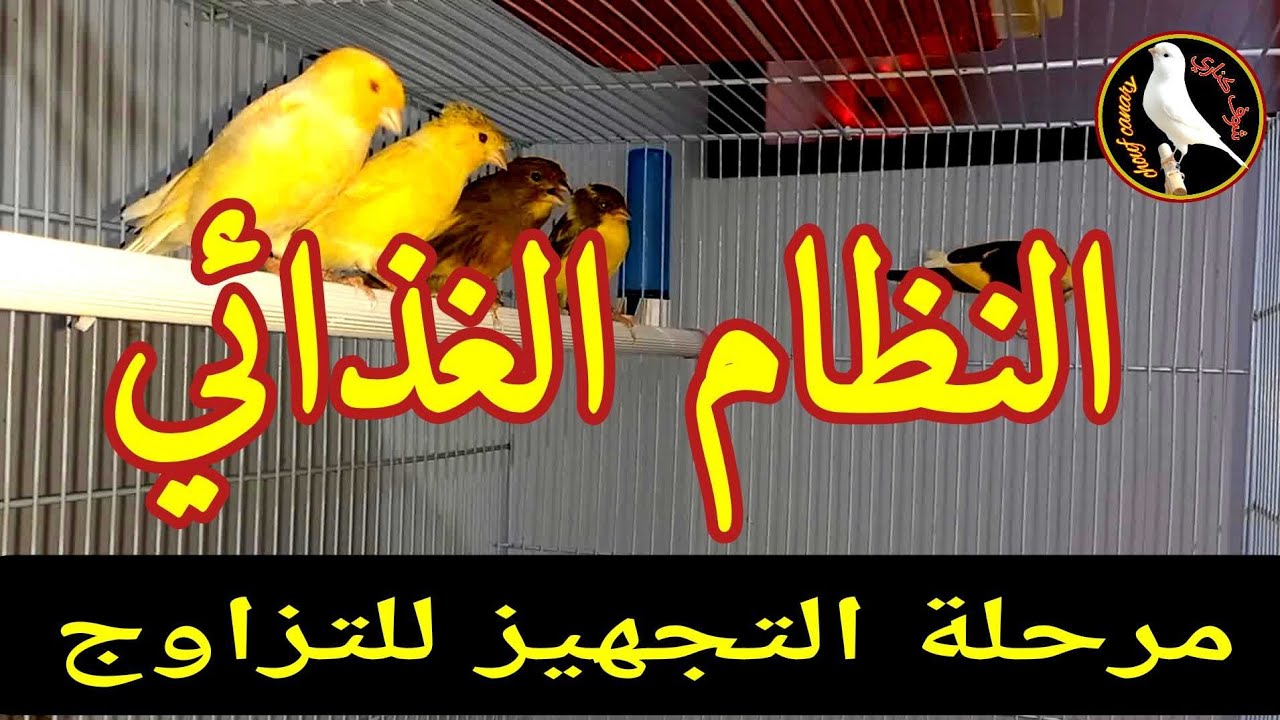 النظام الغذائي للكناري في مرحلة التجهيز للتزاوج و نصائح في تربية طيور الكناري
