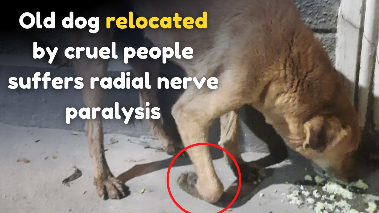 Old stray dog relocated by cruel people reach VOSD!
