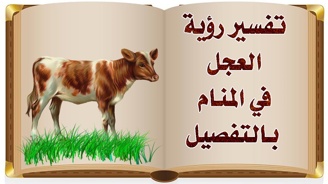 تفسير رؤية العجل في المنام بالتفصيل