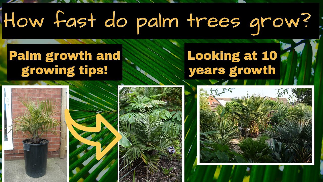 How fast do palm trees grow?  Palm growth over 10 years+ and growth tips.