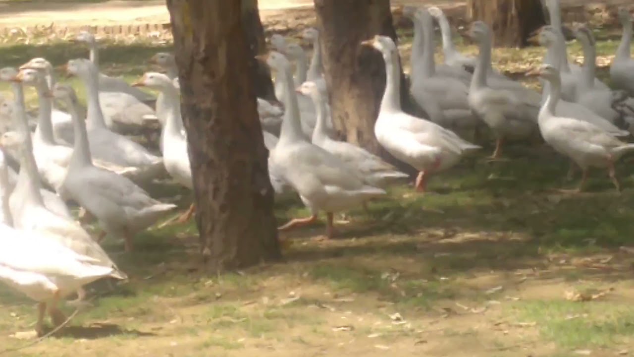 ducks #shorts