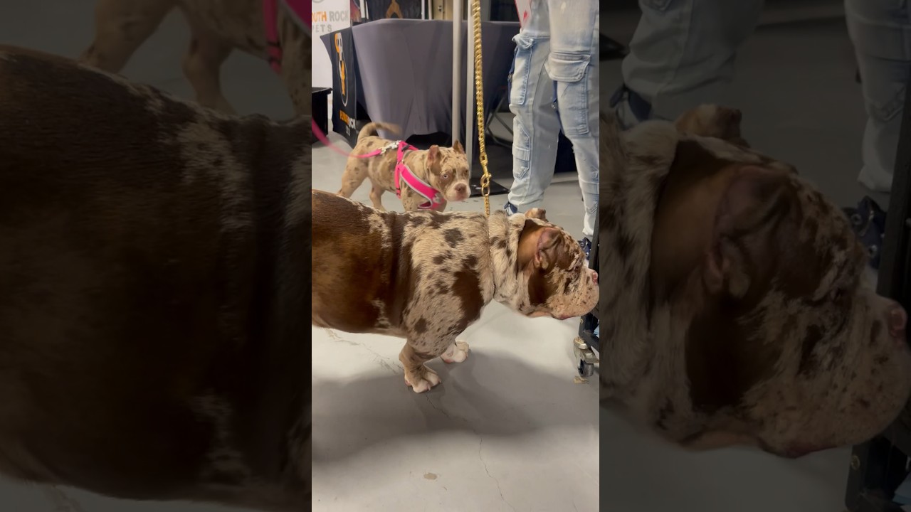 My pocket bully Diamond found her twin at the FreakNik dog show in Atlanta #cbkennels #dogshorts