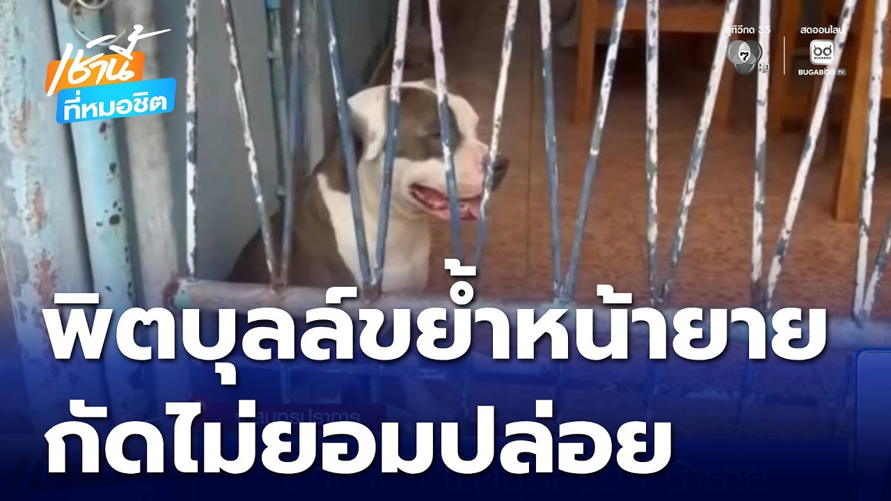 อีกแล้ว ! พิตบุลล์ขย้ำหน้ายาย ชาวบ้านช่วยวุ่นเพราะมันกัดไม่ยอมปล่อย | เช้านี้ที่หมอชิต