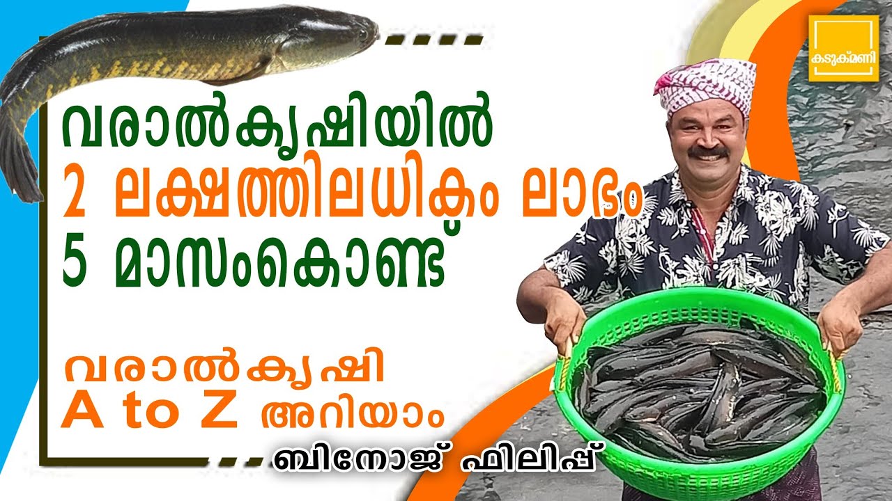 Varal fish harvesting / വരാൽ കൃഷിയിൽ 2ലക്ഷത്തിലധികം ലാഭം 5മാസം കൊണ്ട് / Snake head fish harvesting