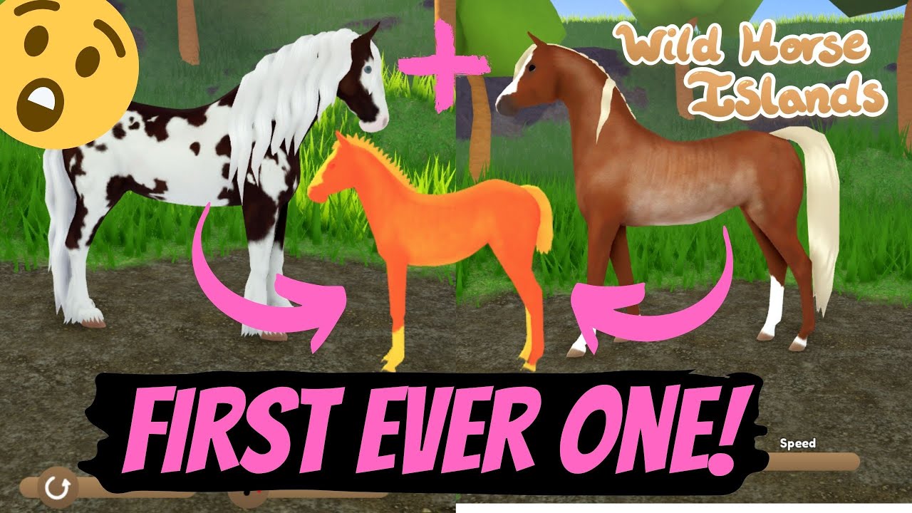 Моя первая такая шубка! Wild Horse Islands Breeding