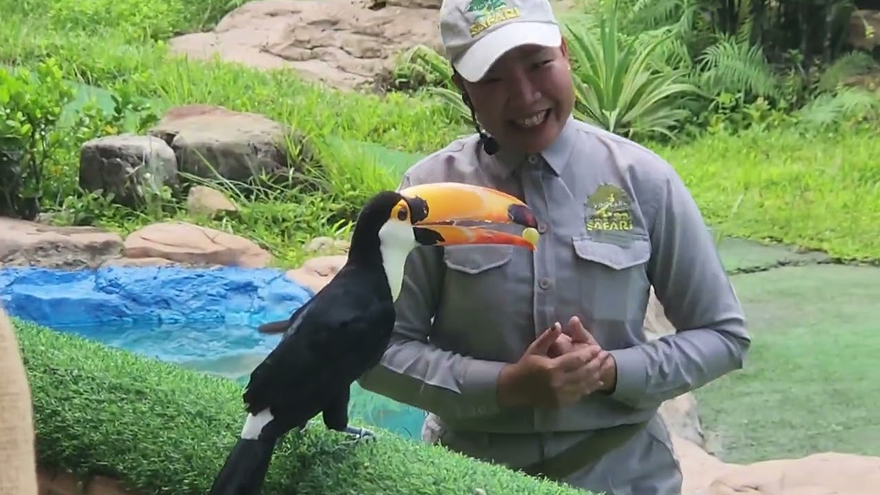 SAFARI Phú Quốc | biểu diễn những chú chim biết nghe tiếng Người | KỈ NIỆM CÙNG ANH EM NHÀ BUI - BIN