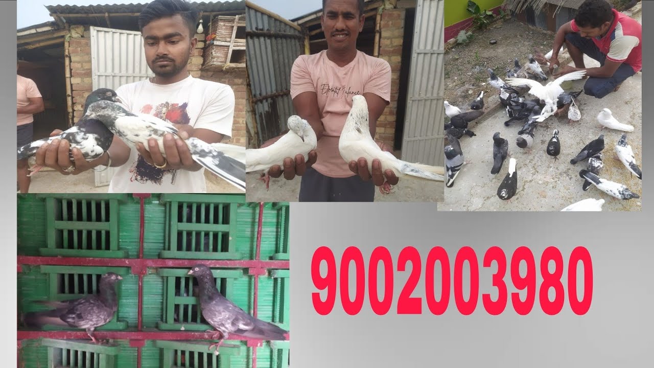 রাজশাহী +  উচ্চ উড়ন্ত 9002003980