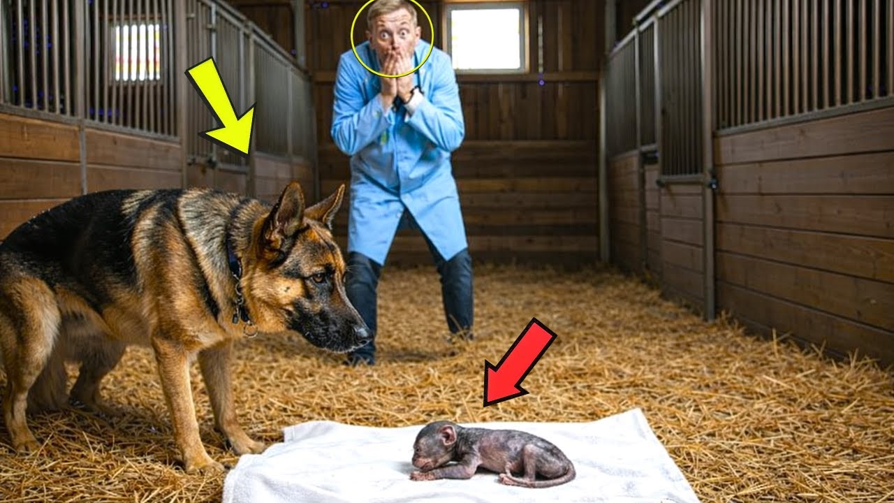 A Retired Police Dog Gave Birth… But the Vet Says It’s Not What Anyone Thinks!