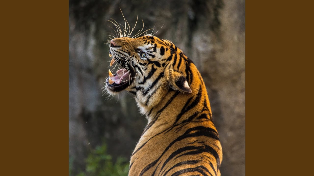 Tiger Sound