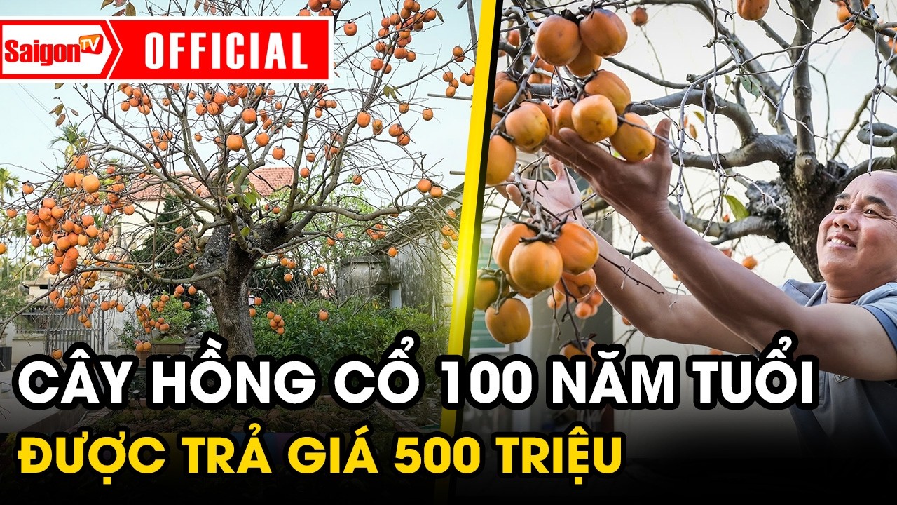 Cận cảnh cây hồng cổ 100 năm tuổi được trả giá 500 triệu đồng ở Ninh Bình | Tin SaigonTV
