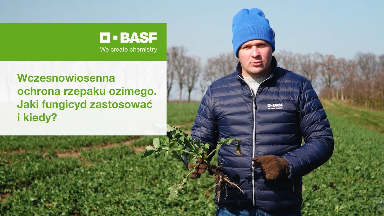Wczesnowiosenna ochrona rzepaku ozimego. Jaki fungicyd zastosować i kiedy?