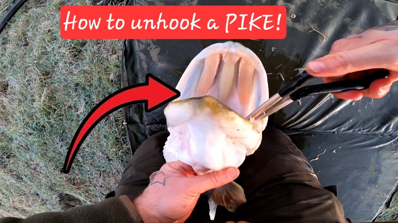 How to safely unhook a PIKE!!!