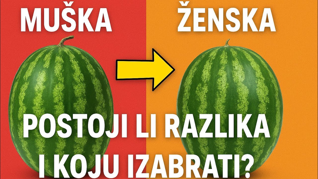 Muška vs. ženska lubenica – postoji li razlika i koju izabrati?