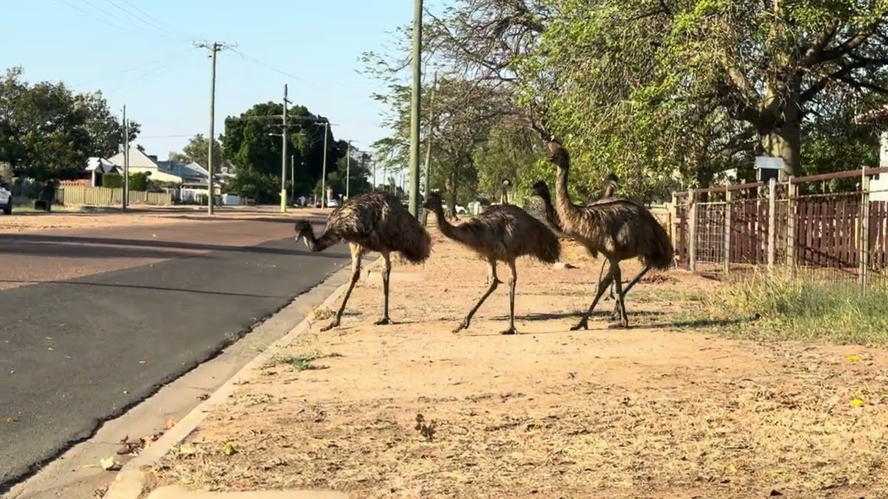 Emus walk through Aussie town recumbent trike