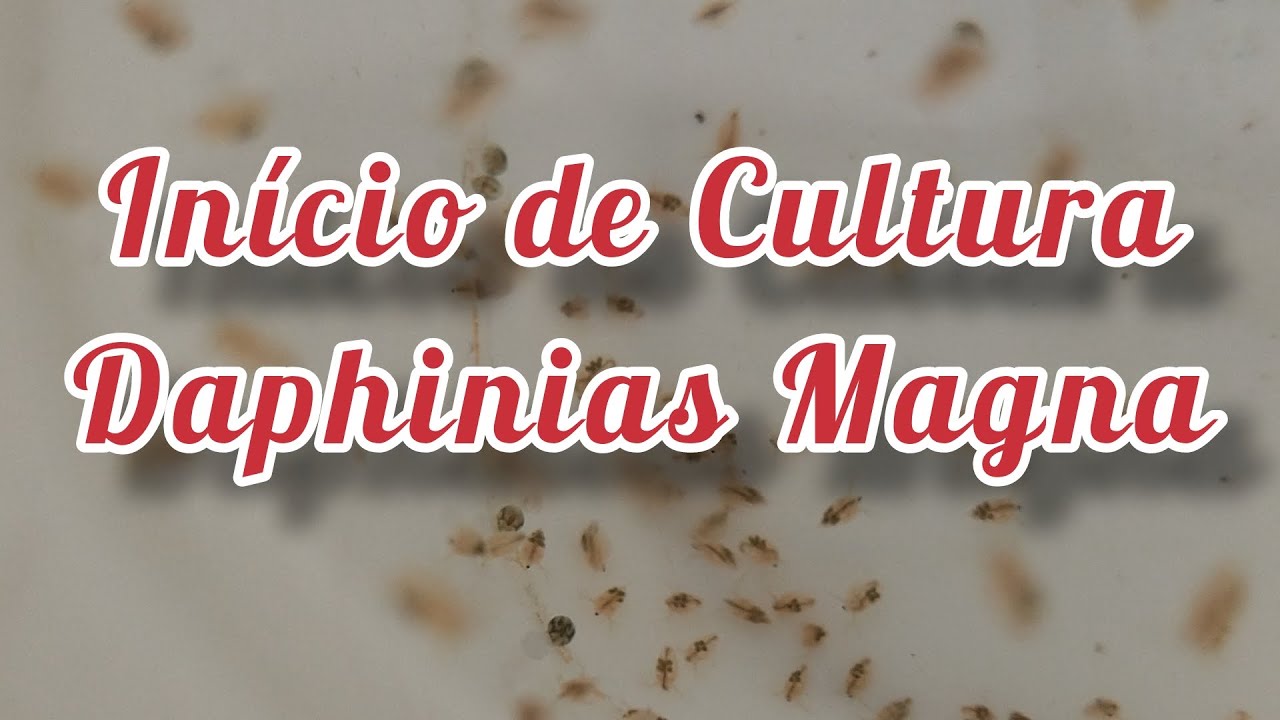 Como começar uma Cultura #1 Daphinias Magna