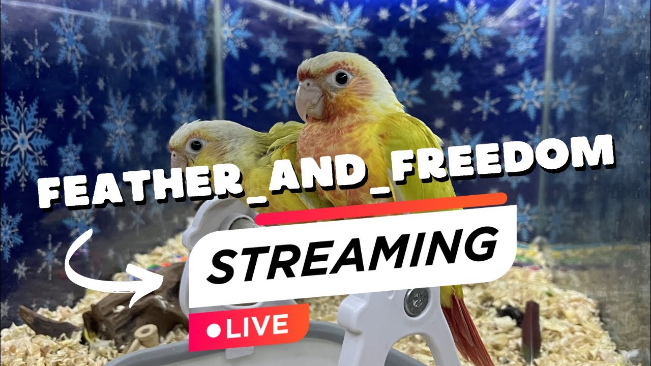 Welcome to Feather & Freedom LIVE 🦜