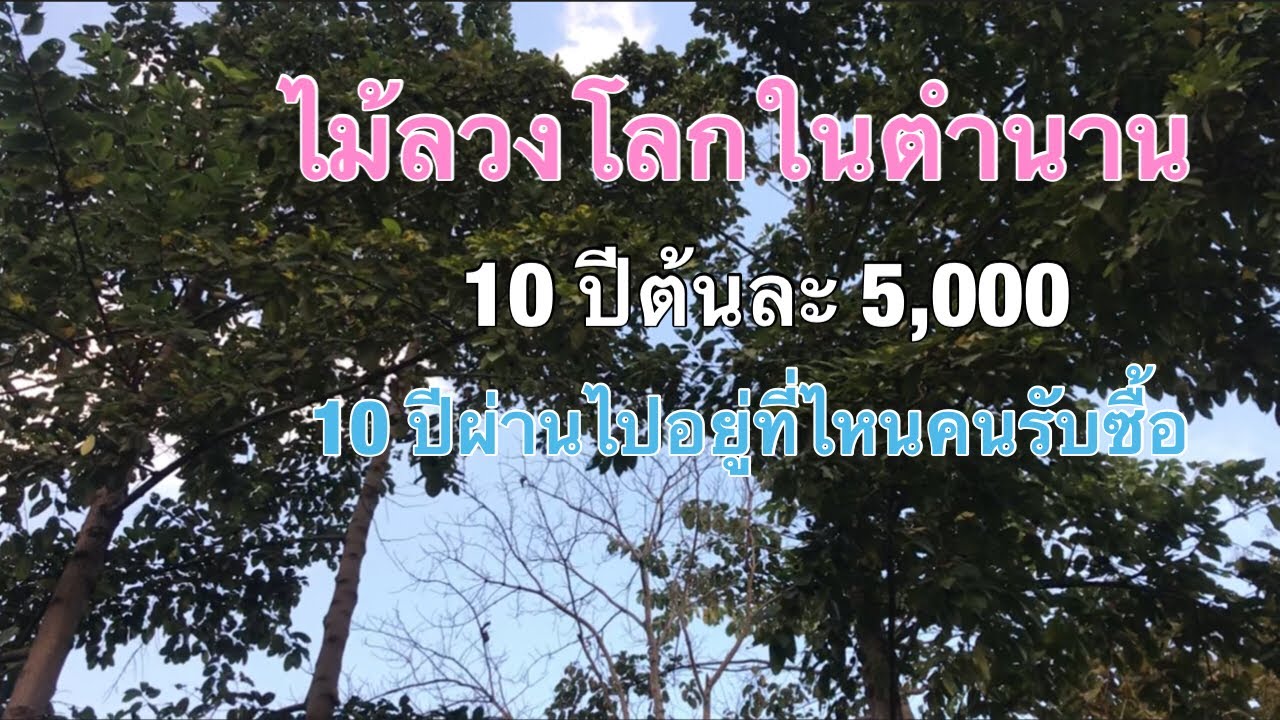 ไม้ลวงโลกในตำนาน 10 ปีต้นละ 5,000 ต้นละ 10,000 10 ปีผ่านไปอยู่ที่ไหนคนรับซื้อ [ดินแดนแห่งเสรีภาพ]