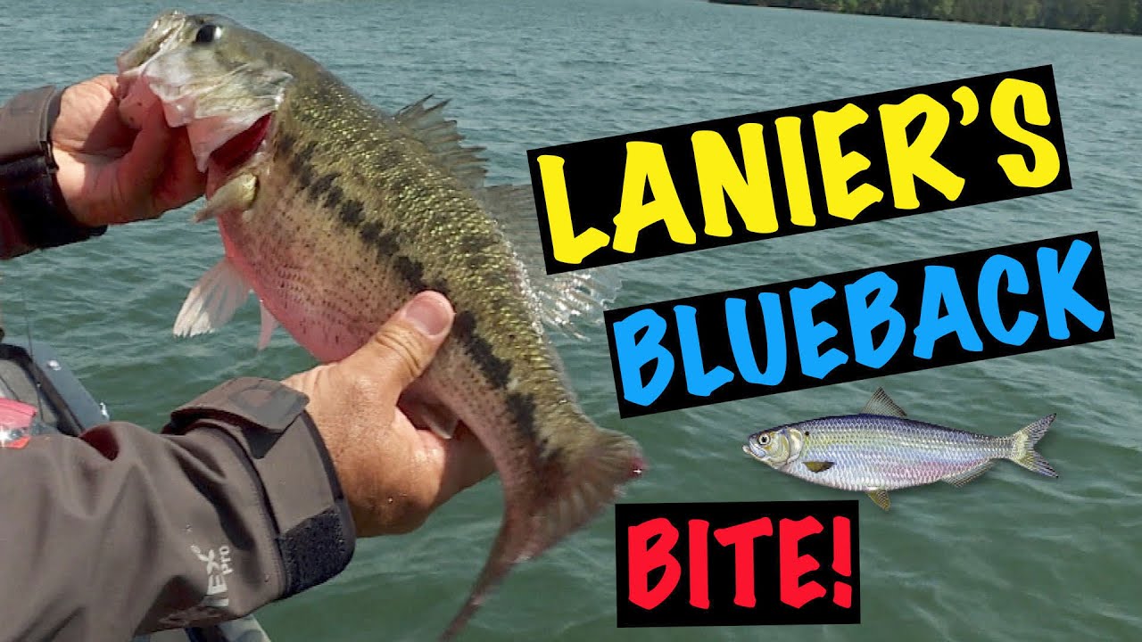 Lanier's Blueback Bite