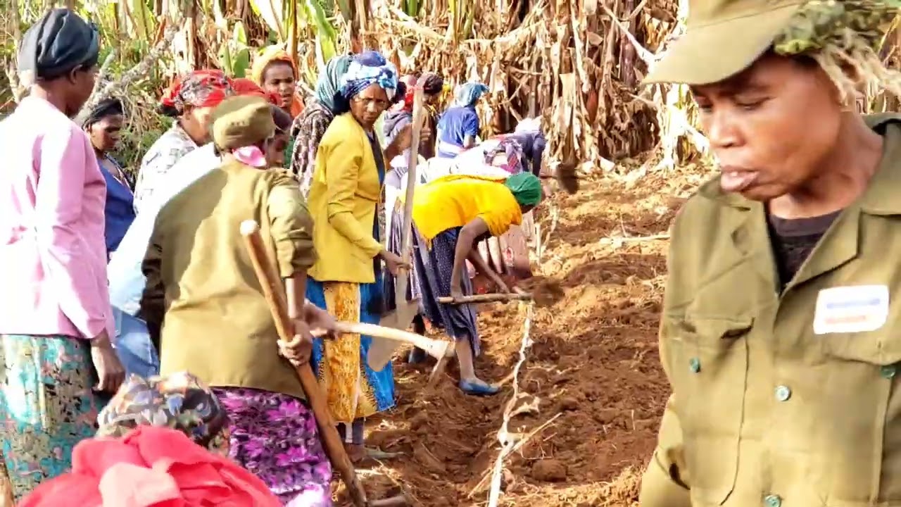 በቦዲቲ ከተማ እየተካሄደ የሚገኝ የተቀናጀ የተፋሰስ ልማት ስራ በቪዲዮ @EBCworld @wolaitatv9380 