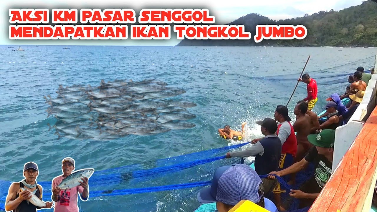 Aksi km pasar senggol mendapatkan ikan tongkol jumbo ll Nelayan puger jember